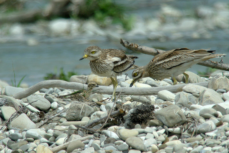 Occhione in Digiscoping